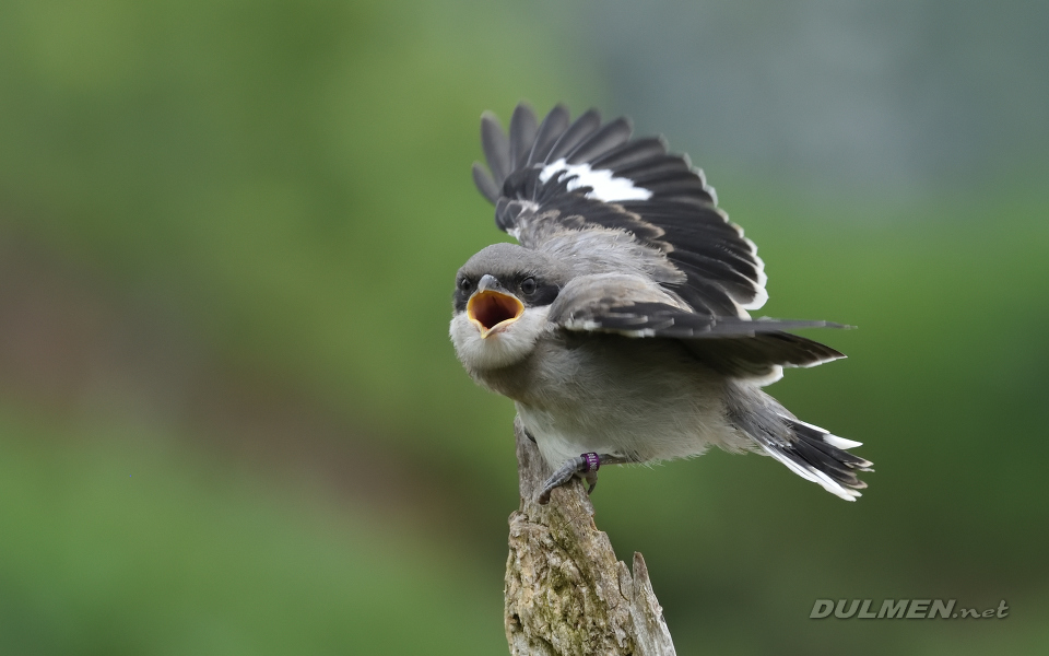 01 Great grey shrike (Lanius excubitor)